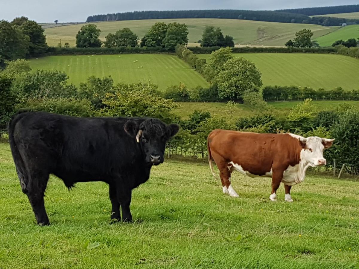 Foxglove Accommodation Craven Arms Εξωτερικό φωτογραφία