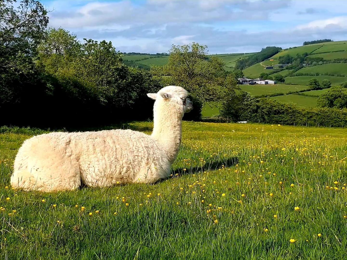 Foxglove Accommodation Craven Arms Εξωτερικό φωτογραφία