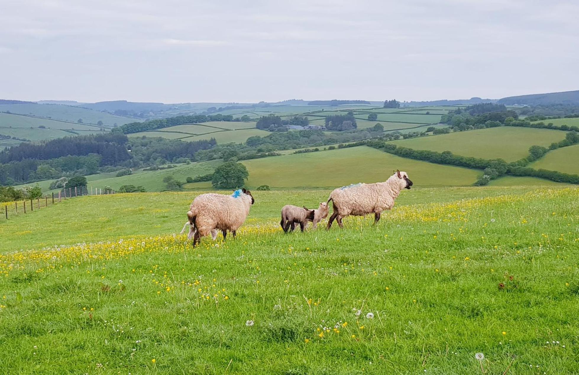 Foxglove Accommodation Craven Arms Εξωτερικό φωτογραφία