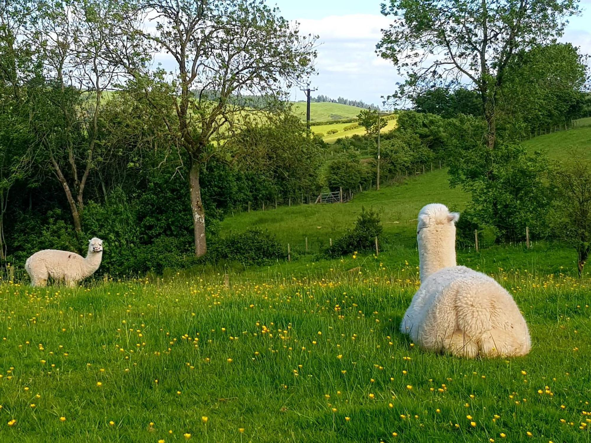 Foxglove Accommodation Craven Arms Εξωτερικό φωτογραφία